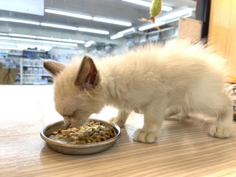 ラグドールは食欲旺盛な猫種です♪ | ラグドール （814707） - 大和 相模大塚店