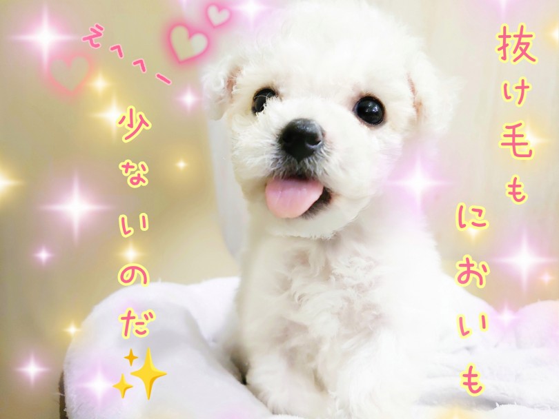 抜け毛も少ない！においも少ない！初めての方でも飼いやすい犬種！ | ビションフリーゼ （130365） - 高井戸店