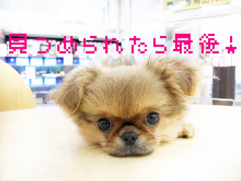 目が合う度に尻尾をフリフリ駆け寄ってきてくれます! | MIX犬 チワペキ (116605) - 下丸子店