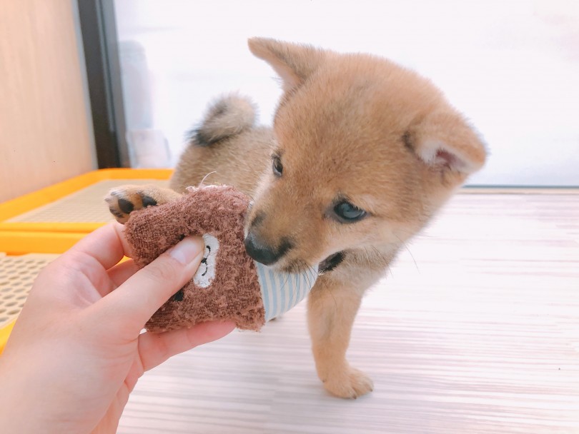 人懐っこさ抜群！愛嬌たっぷりのムードメーカー | 豆柴 （914706） - 志村坂下店