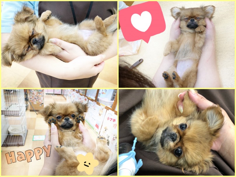 | MIX犬 チワペキ (116605) - 下丸子店