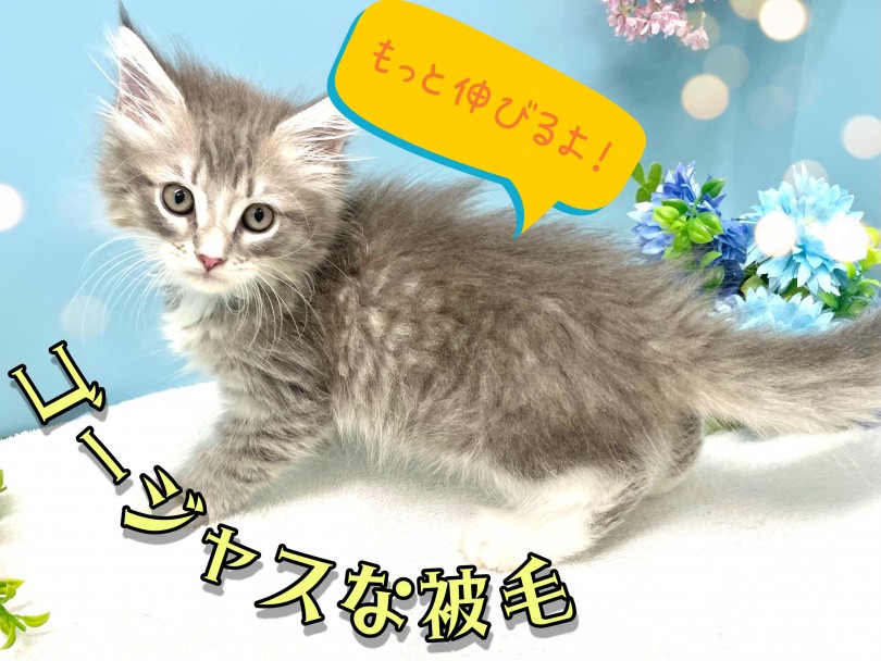 柔らかいコットンの様な被毛 | サイベリアン （150227） - 東川口店
