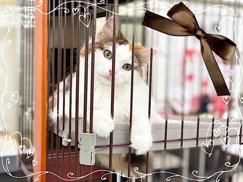 3〜4年かけて大きく大人の猫さんになっていきます | ノルウェージャンフォレストキャット （312052） - 横浜 港北ニュータウン店