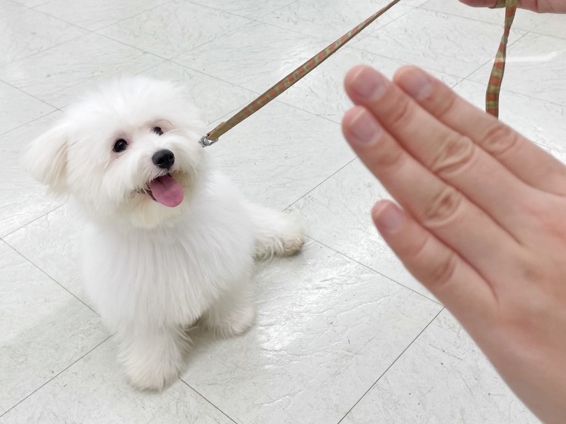 マテできます！一生懸命待つ姿に胸キュンです！！ | ビションフリーゼ （914678） - 志村坂下店