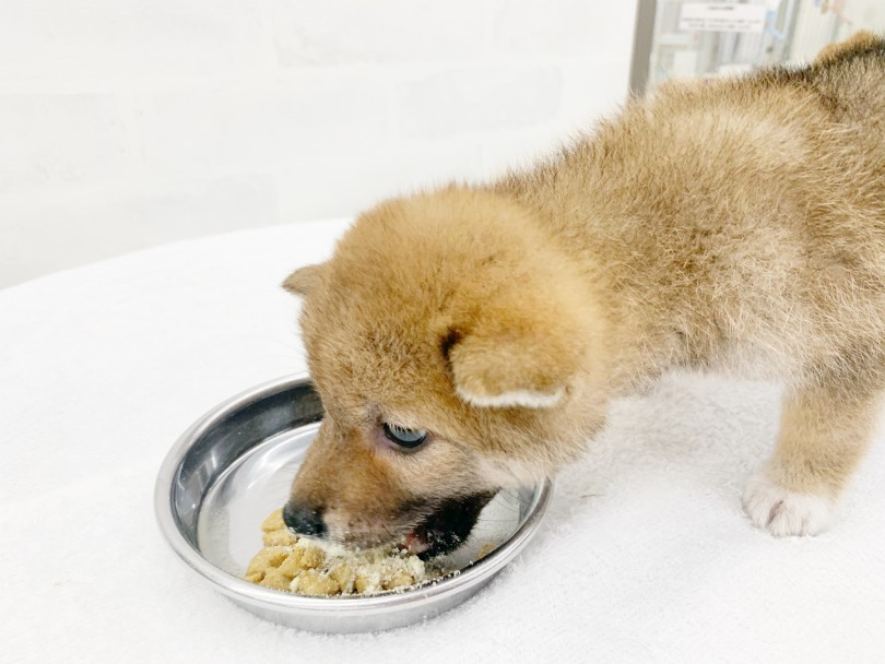 小さいながらも食欲旺盛 | 柴犬 （014407） - 東日暮里店