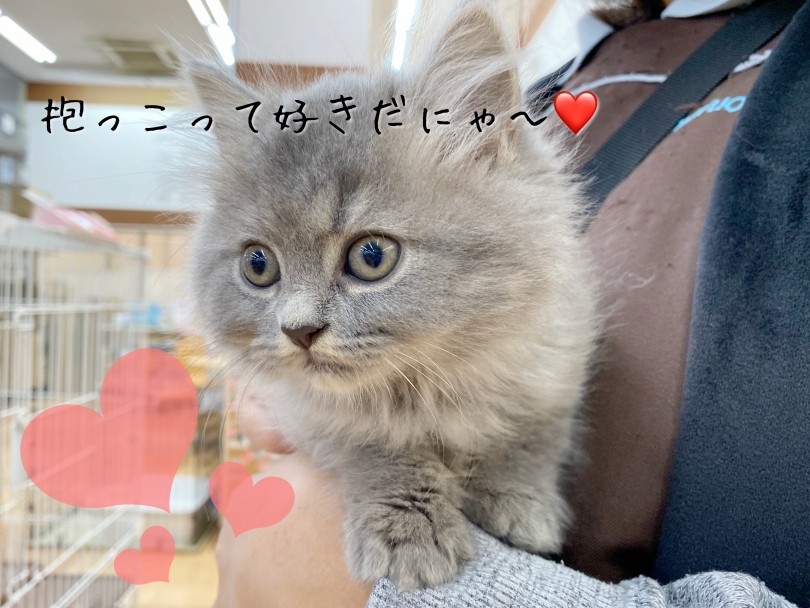 隙の無いパーフェクトにゃんこ♪ | サイベリアン (116645) - 下丸子店