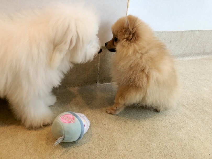お昼寝も終わり、午後はワクチンが終わっている子犬と一緒に遊びます | ビションフリーゼ （11852） - 横浜 白楽店