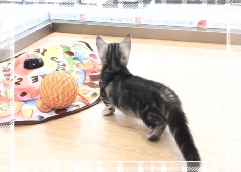 マンチカンくんの入店17日目の今をご紹介！ | マンチカン （312059） - 横浜 港北ニュータウン店