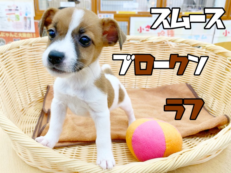 被毛のタイプは3タイプ 成長していく中での変化を楽しんでください | ジャックラッセルテリア (116638) - 下丸子店