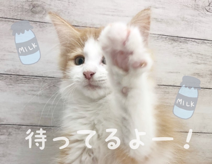 ノルウェージャンくんに是非会いに来てくださいね♪ | ノルウェージャンフォレストキャット (116633) - 下丸子店