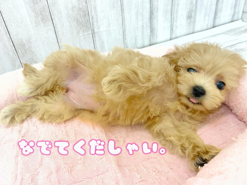 この子の優しくて穏やか過ぎる性格は必見です ！ | MIX犬 マルプー （512762） - 本羽田店