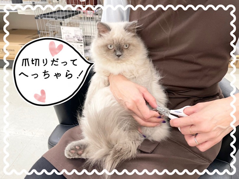 お手入れも大人しくさせてくれるお利口さん | ヒマラヤン （312054） - 横浜 港北ニュータウン店