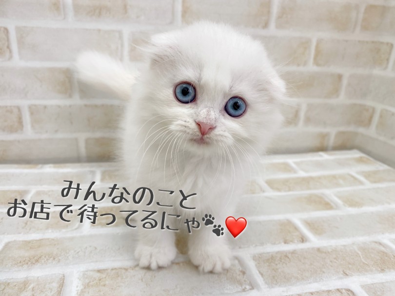穏やかかつ甘えん坊でかわいい性格のスコちゃん! | スコティッシュフォールド (116639) - 下丸子店