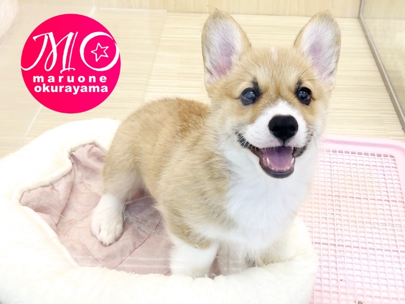 表情豊かな英国男児！ | ウェルシュコーギーペンブローク （6131091） - 横浜 大倉山店