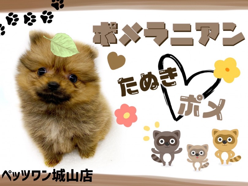 【 ポメラニアン 】超人懐っこいメチャカワなタヌキポメちゃん