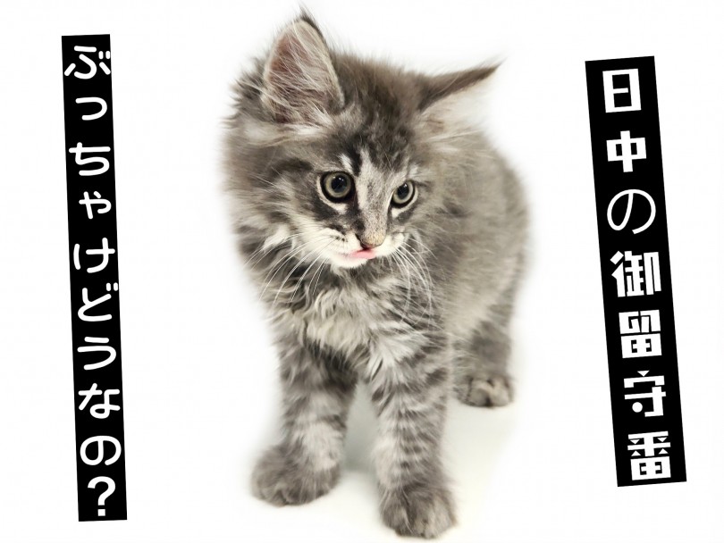 1人遊びが出来る子なのでお留守番も超余裕 | サイベリアン （150242） - 東川口店