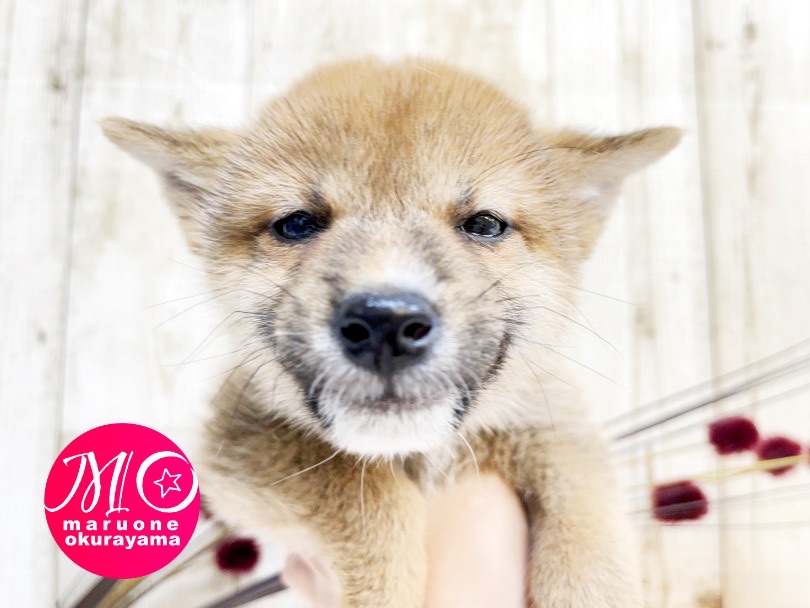 パパが優秀なのです | 柴犬 （6131095） - 横浜 大倉山店