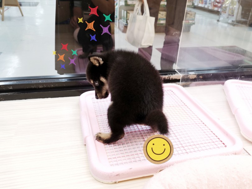 サークル内であれば、おトイレもバッチリです♪ | 豆柴 （413054） - さいたま 武蔵浦和店