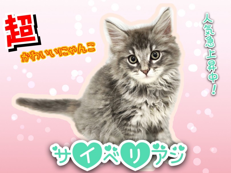 【 サイベリアン 】話題沸騰中！超かわいいサイべ君の最新情報公開！！
