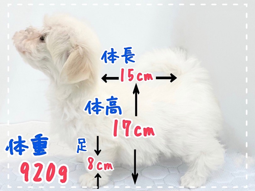 マルチーズくんは、生後73日現在、体高15cm、体長17cm | マルチーズ （312056） - 横浜 港北ニュータウン店