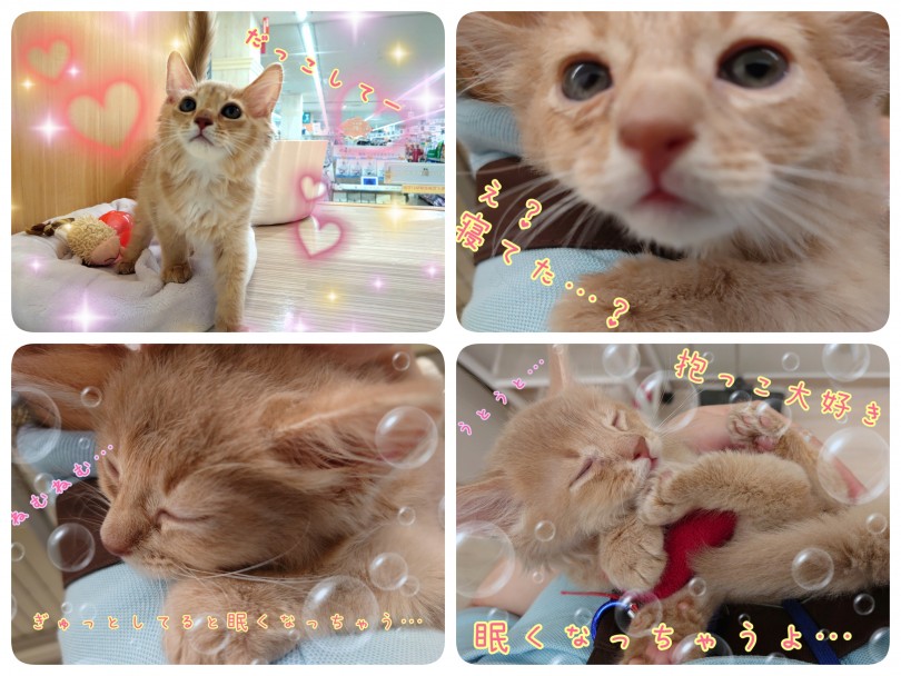 おしゃべり大好きにゃんこ！お家でもいっぱいコミュニケーションとってあげてね！ | ソマリ （130360） - 高井戸店