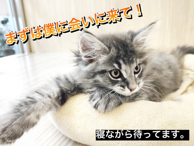 こんなに可愛いサイベリアンが集まるのはマルワン東川口店ならでは！ | サイベリアン （150242） - 東川口店