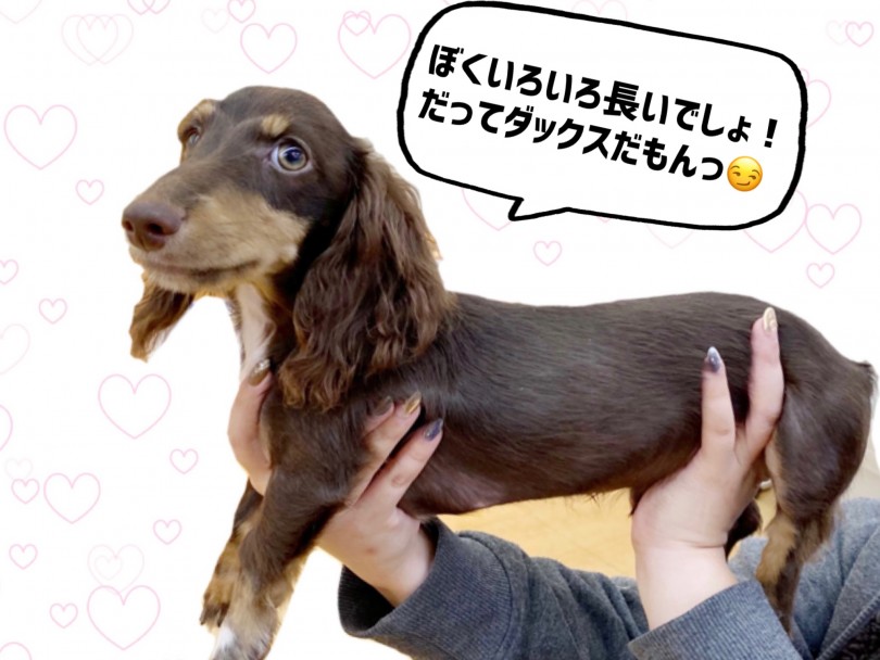 見た目は1000点満点!愛らしい性格にも必見です! | ミニチュア・ダックスフント (116597) - 下丸子店