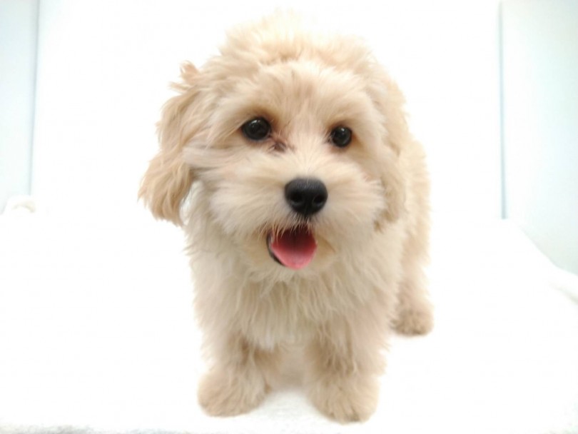 マルプー君の毛質 | MIX犬 マルプー （118572） - 城山店