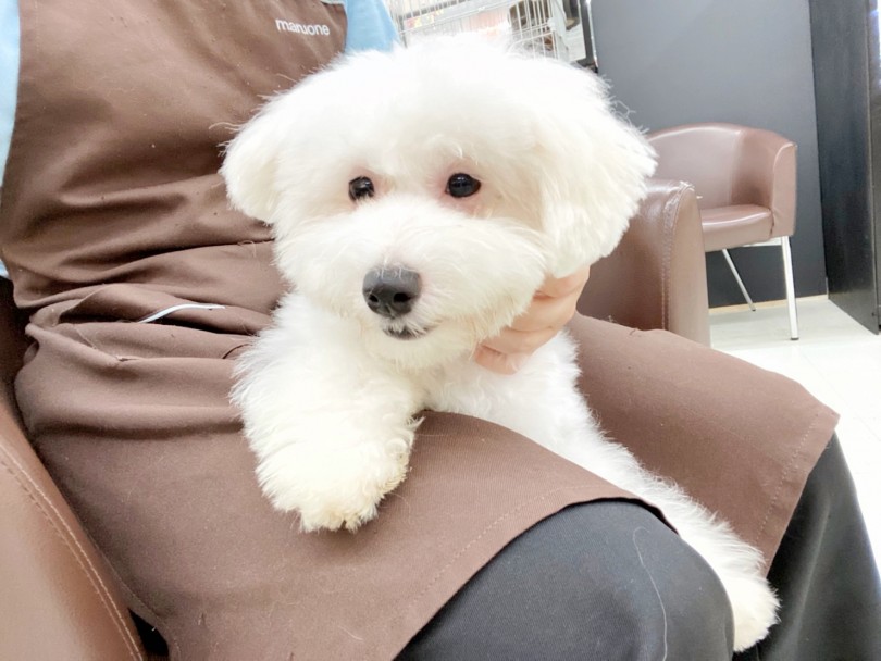 最強スマイルの虜になってみたい方は志村坂下店に会いに来てくださいね♪ | ビションフリーゼ （914678） - 志村坂下店