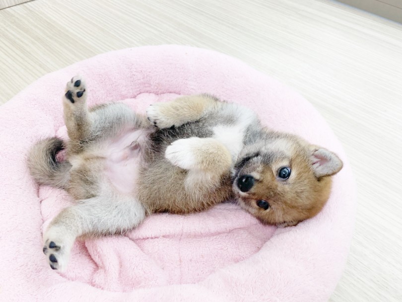 柴くんお得意のヘソ天ポーズ | 柴犬 （014407） - 東日暮里店