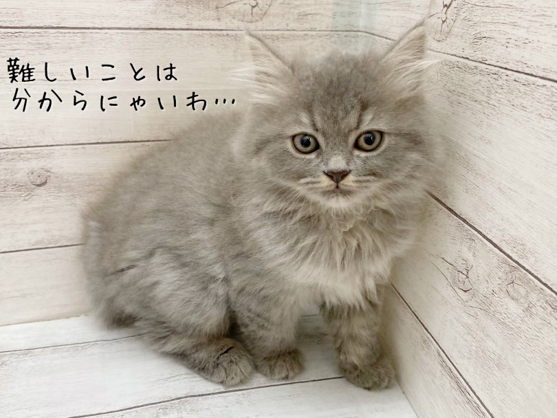 アレルギーが起こりづらいって本当? | サイベリアン (116645) - 下丸子店