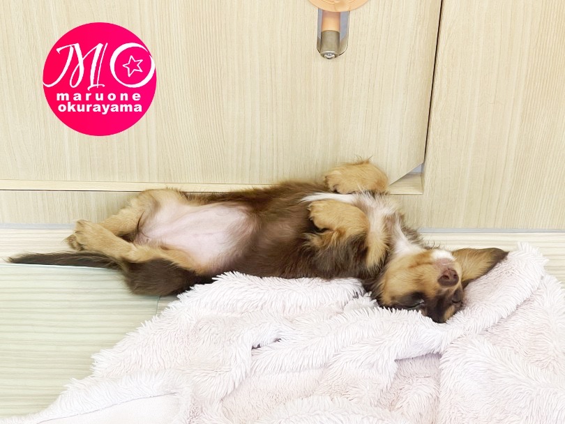 現在のだっちゃんは90%の確率でで仰向け状態でのお昼寝をします♡ | ミニチュア・ダックスフント （6131083） - 横浜 大倉山店