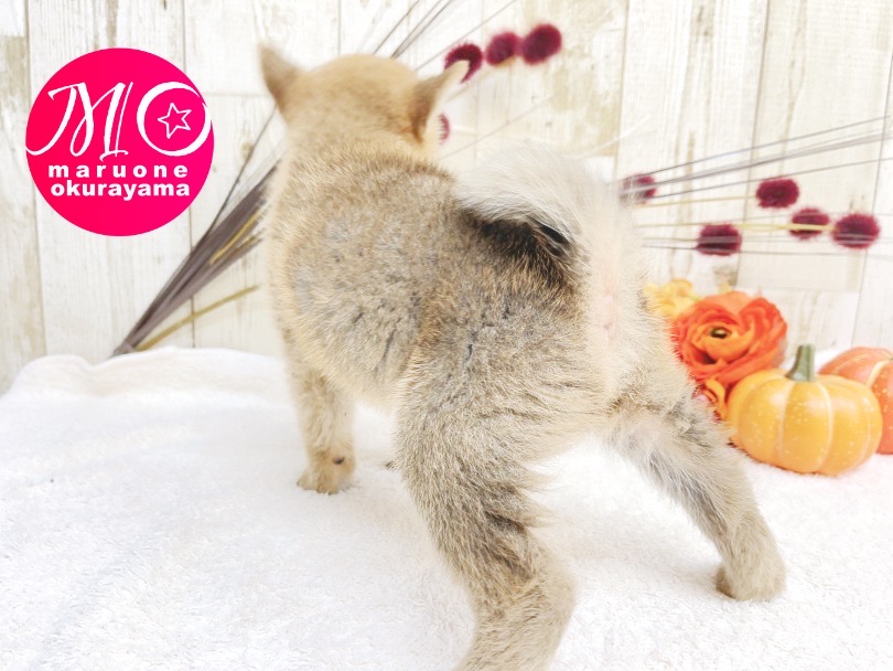 黒い差し毛は今しか見れない！ | 柴犬 （6131095） - 横浜 大倉山店