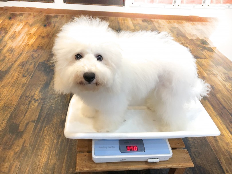 成犬時の予想体重が4.5kg前後になるかなと見込んでおります | ビションフリーゼ （11852） - 横浜 白楽店
