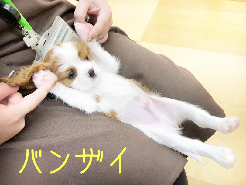 されるがままのキャバリア君! | キャバリア・キングチャールズ・スパニエル (116636) - 下丸子店