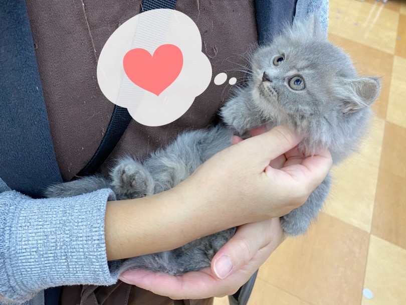警戒心は皆無なので誰でも抱っこをしたりコミュニケーションを取ることのできる子かわいい子です♡ | サイベリアン (116645) - 下丸子店
