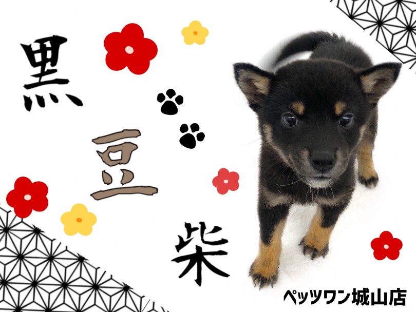 【 豆柴 】思わず足を止めて見入ってしまう美しい黒毛の黒豆柴