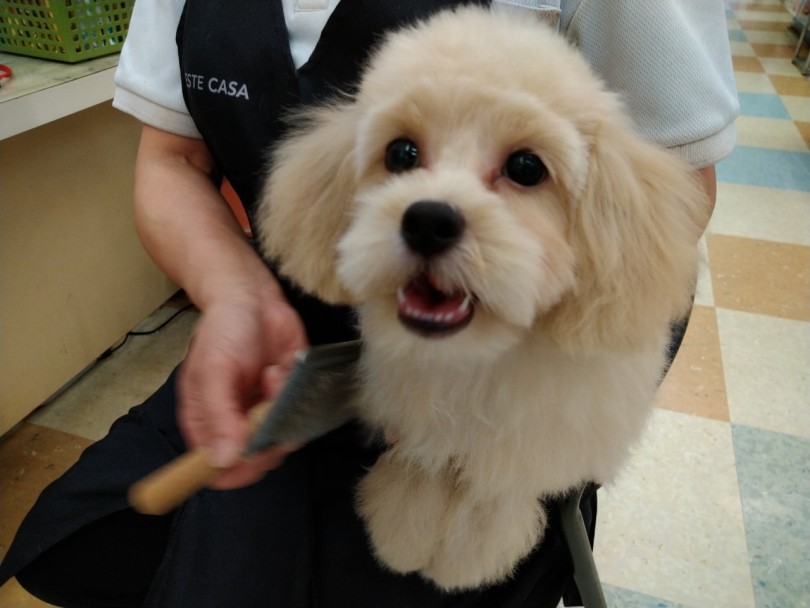 1日10分のブラッシングは心と被毛のメンテナンス | MIX犬 マルプー （118572） - 城山店