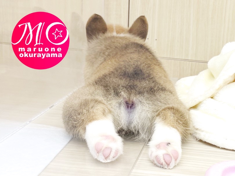 お迎え後はご飯のコントロールをしっかりやろう。 | ウェルシュコーギーペンブローク （6131091） - 横浜 大倉山店