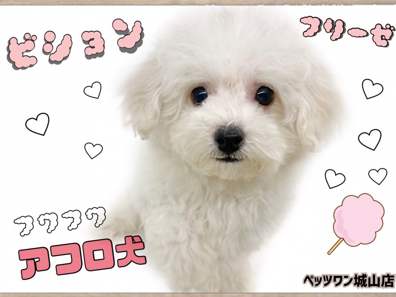 【 ビションフリーゼ 】大きくなったらアフロ犬！毛が抜けないわたあめワンコ