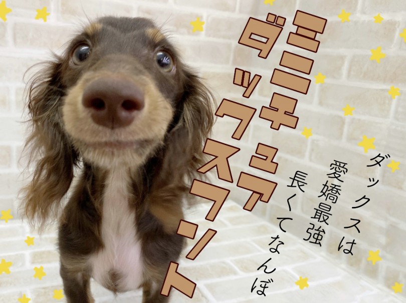 【 M・ダックスフント 】愛嬌最強！愛され度数100％の甘えん坊プリンス現る！