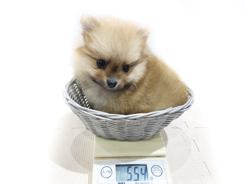 生後60日時点での体重は554g | ポメラニアン （11859） - 横浜 白楽店
