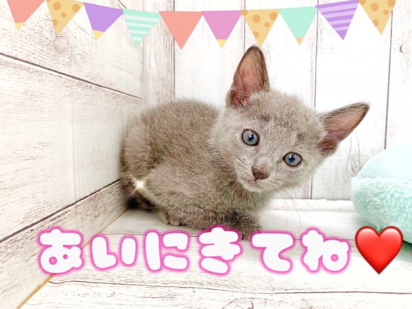ご家族が決まってしまう前に急いでご来店くださいね♪ | ロシアンブルー （512761） - 本羽田店