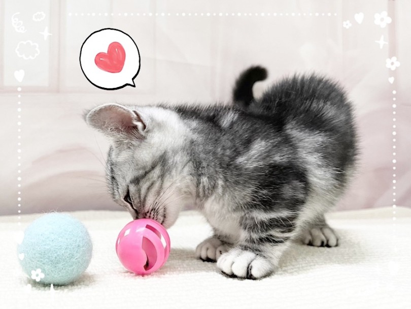 マンチカンはどんな猫種？(基本情報) | マンチカン （312059） - 横浜 港北ニュータウン店