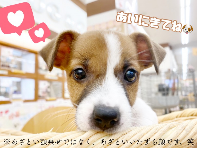 ご来店を心よりお待ちしております | ジャックラッセルテリア （116638） - 下丸子店