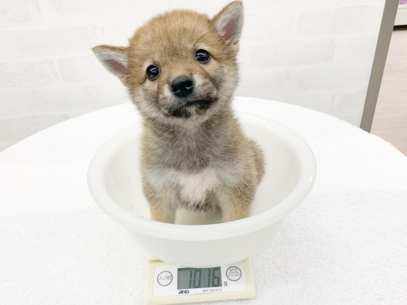 ちょっぴりミニマムボディ | 柴犬 （014407） - 東日暮里店