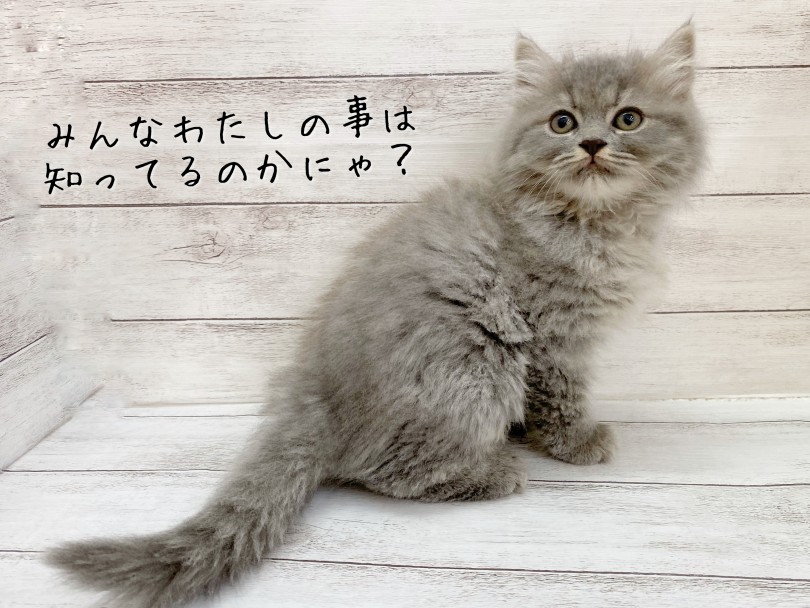 サイベリアンってどんな猫なの? | サイベリアン (116645) - 下丸子店