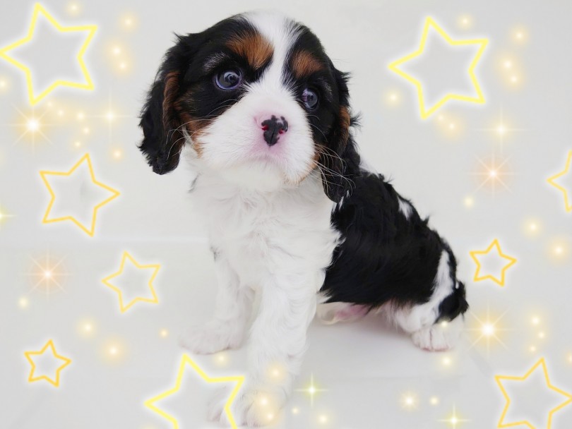家庭犬の鏡！どんなご家族とも仲良く暮らしていけます！ | キャバリア・キングチャールズ・スパニエル （130377） - 高井戸店
