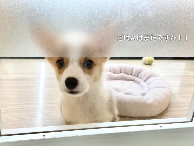 ご飯の前はおすわりをして待ってます！ | ウェルシュコーギーペンブローク （130369） - 高井戸店
