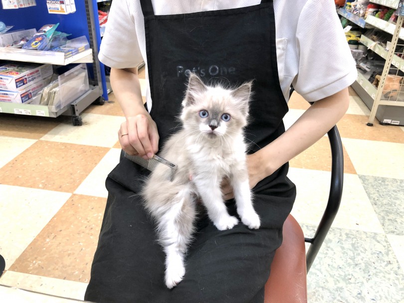 長毛種の中では短く、毛玉やもつれを作りにくい | ラグドール （118607） - 城山店